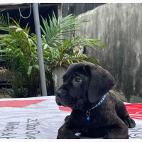 Female Purebred Cane Corso Puppy - Lagos