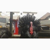 Big Turkey, Chicken, Guinea Fowl Duck Available