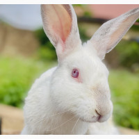 Live and Healthy Rabbits for Sale