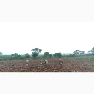 5 Acres of Farmland