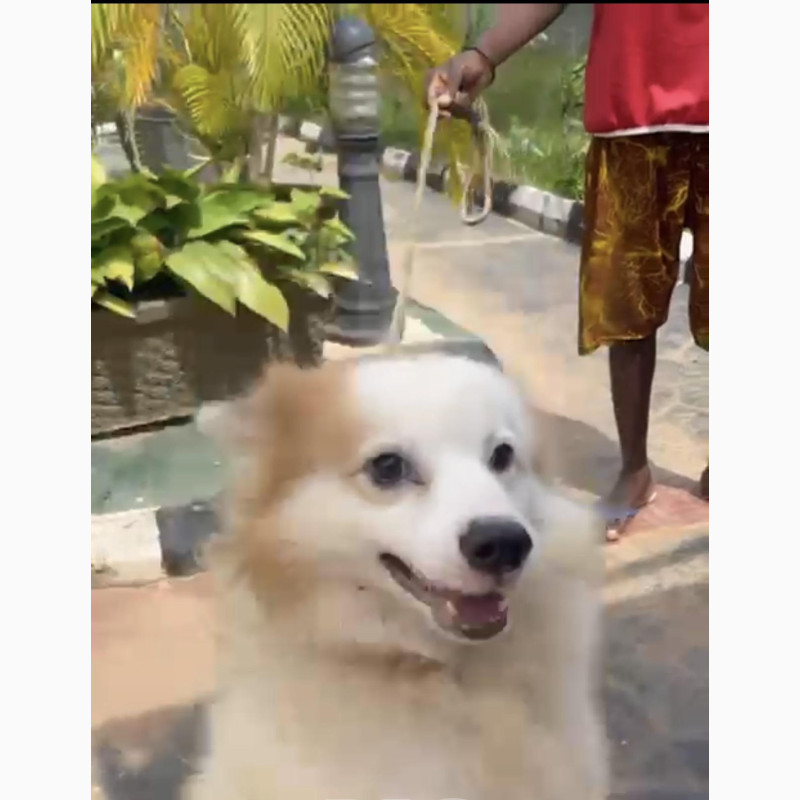 Фото 1/1. 1+ year Male Mixed Breed American Eskimo