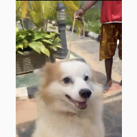 1+ year Male Mixed Breed American Eskimo