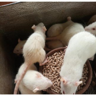 Albino Rats for Sale - Quality and Disease Free