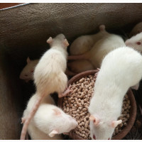 Albino Rats for Sale - Quality and Disease Free
