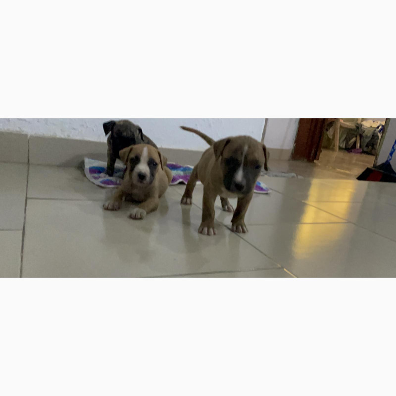Фото 1/1. Adorable 6-week-old Pug Puppies for Sale