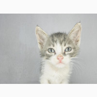 1-3 months Male Purebred Brazilian shorthair