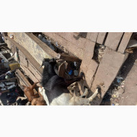 Full Goat Meat Big Size