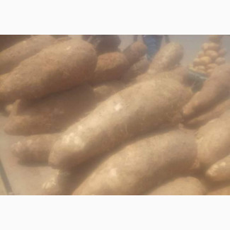 Sweet White Iyo Yams - Fresh and Delicious