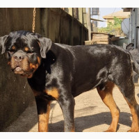 Male Purebred Rottweiler Puppy for Sale - 0-1 Month Old