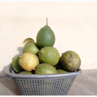 Fresh Organic Lemons - Detox and Fat Burner