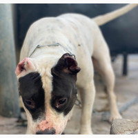1+ year Female Purebred Bull Terrier
