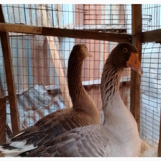 Pure-Breed Canada Geese Pair For Sale