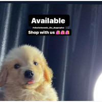 Golden Retriever Puppies Available Now