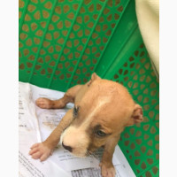 Female American Pit Bull Terrier Puppy for Sale