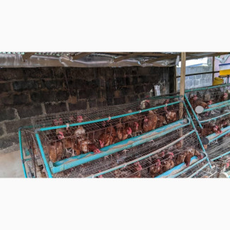 Poultry Birds for Sale, Great Deal