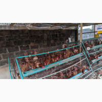 Poultry Birds for Sale, Great Deal