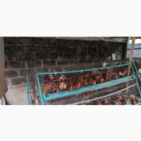 Poultry Birds for Sale, Great Deal