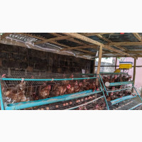 Poultry Birds for Sale, Great Deal
