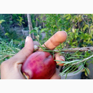 Brown English Pear, Star Fruit, Tamarillo, Dragon Fruit Seedlin
