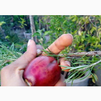 Brown English Pear, Star Fruit, Tamarillo, Dragon Fruit Seedlin
