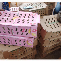 Quality and Healthy Day Old Chicks Available for Sale