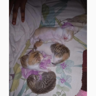0-1 month Male Mixed Breed Exotic