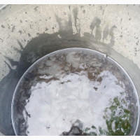 Catfish Fingerlings, Juvenile, and Consultant Services