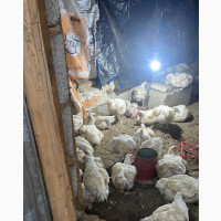 200 Full Grown 7 Weeks and 3 Days Broiler Chicken