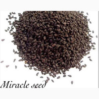 Miracle Seed For Weight Loss And Goron Tula Available