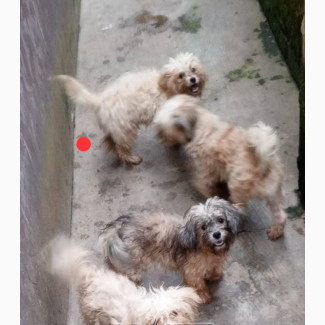 Purebred Female Lhasa Apso - 6-12 months old