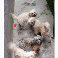 Purebred Female Lhasa Apso - 6-12 months old