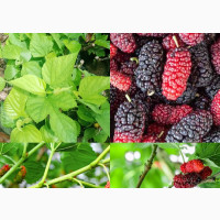 Mulberry Plant Seedling - Healthy and Exotic