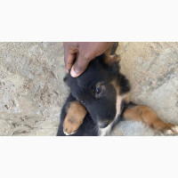 German Shepherd Mixed Breed Puppies - Male, 1-3 months old