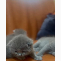 0-1 month Male Purebred British Shorthair