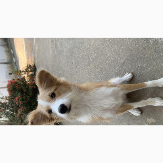 6-12 months Female Mixed Breed Dog