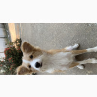6-12 months Female Mixed Breed Dog