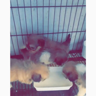 Male Purebred Lhasa Apso - Available for Pickup at Sabo Yaba Axis