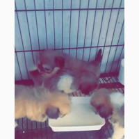 Male Purebred Lhasa Apso - Available for Pickup at Sabo Yaba Axis
