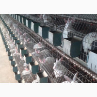 Rabbit Cages