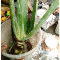 Aloe Vera Detachable Plant - Get the Health Benefits at Home