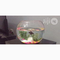 10 Liter Children Pet Fish Bowl Complete Kit - 20% Discount