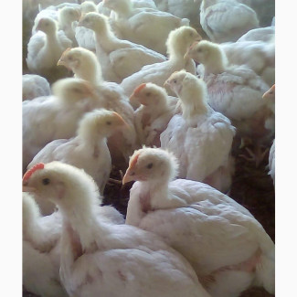 Poultry Birds Available - Broiler, Noiler, Layers, Cockerels