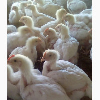 Poultry Birds Available - Broiler, Noiler, Layers, Cockerels