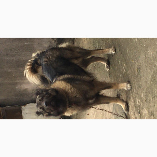 Female Purebred Caucasian Shepherd for Sale