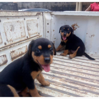 0-1 month Male Purebred Rottweiler