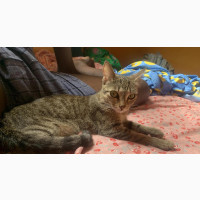 1+ year Female Purebred Tabby