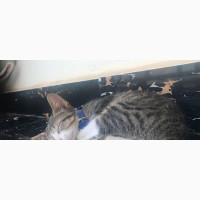 Male Mixed Breed Tabby Kitten