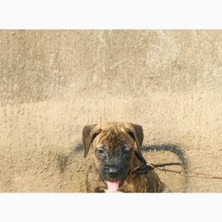 Cane Corso Female Puppy Available