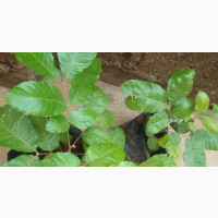 Rambutan Seedlings