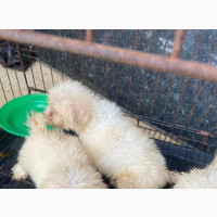 Purebred Lhasa Apso Puppies Available for Sale